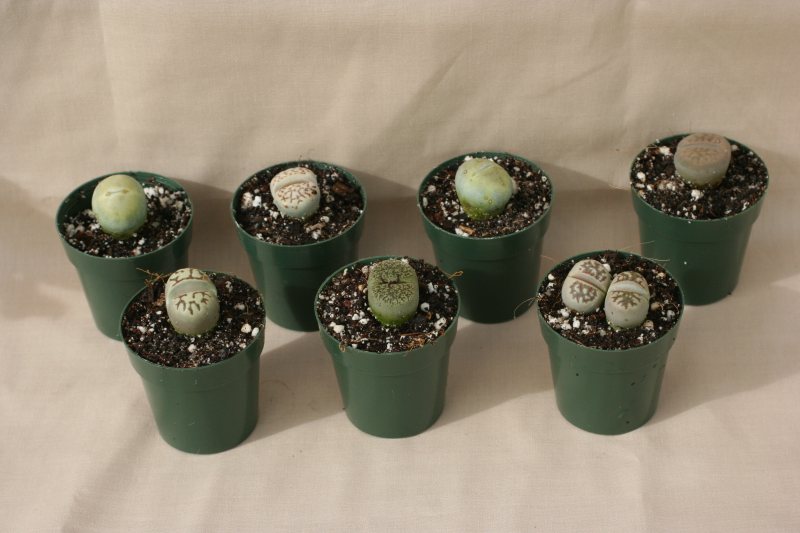2" pot Lithops